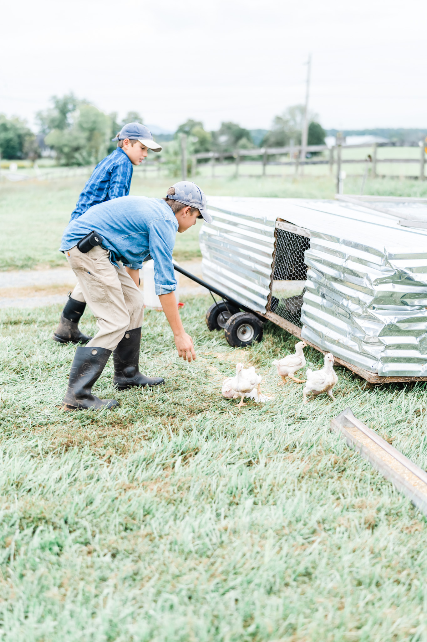 Chicken Tractor
