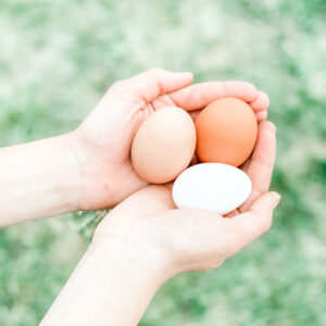 Eggs