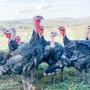 Pastured Thanksgiving Turkey